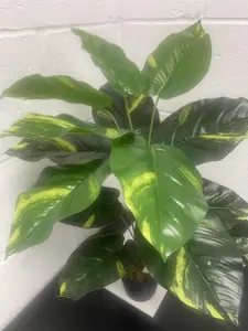 60cm Artificial Devil's Ivy (Scindapsus Aureus) Plant