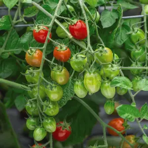 Tomato Celano 1 Seed Packet (5 Seeds)