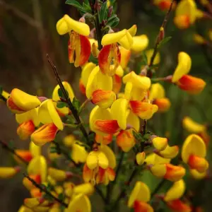 Cytisus Splendens, Broom Plant for UK Gardens (15-25cm Height Including Pot)