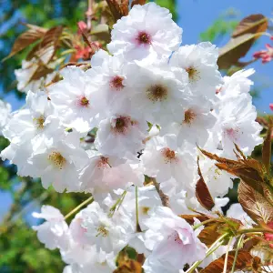 Prunus Fragrant Cloud Tree - Large Scented White Spring Flowers, Vibrant Autumn Foliage, Hardy (5-6ft)