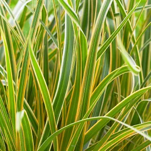 Everglow Sedge Grass Carex Morrowii Boott Outdoor Ornamental Plant 2L Pot