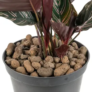 10 l growing media-clay pebbles,medium size 8-16mm, pot plant topper,hydroponics,washable & reusable