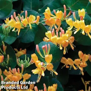 Fragrant Honeysuckle - Lonicera x tellmanniana 9cm Potted Plant x 1