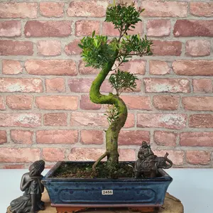 Brush Cherry (Syzygium) Bonsai Tree - Shaped - In 25cm Pot