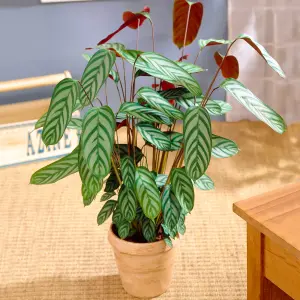 Calathea Compact Star - Striking Foliage, Indoor Houseplant (12cm, 30-40cm)