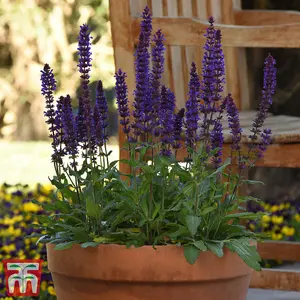 Salvia Salvatore Deep Blue 9cm Potted Plant x 3