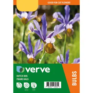 Dutch Iris Frans Hals 15 Flower bulbs