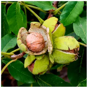 English Walnut Fruit Tree 1-2ft Tall, Grow Your Own Healthy Nuts, Juglans Regia