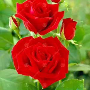 Remember Me Red Rose - Outdoor Plant, Ideal for Gardens, Compact Size