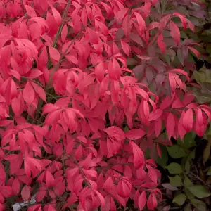 Euonymus alatus Unforgettable Fire (HAYMAN) 9cm Potted Plant x 2