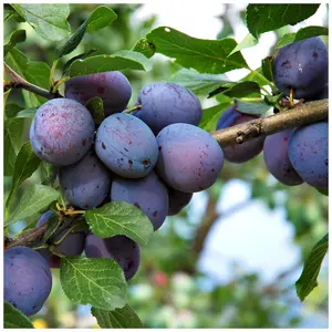 Dwarf Patio Czar Plum Tree, Self Fertile, Ready to Fruit, Good For Cooking or Eating 3FATPIGS