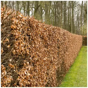 3 Green Beech Hedging 1-2ft Tall in 1L Pots, Fagus Sylvatica Trees,Brown Winter Leaves 3FATPIGS