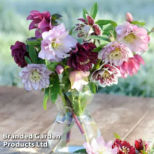 Hellebores Washfield Doubles Mixed (Double Queen/Hybridizers) 1 Litre Potted Plant x 1