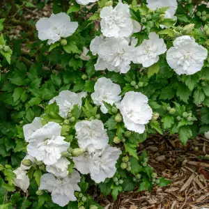 Hibiscus 'White Chiffon' in a 9cm Pot