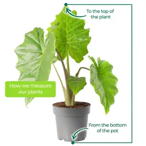 Alocasia Portodora Plant - Majestic Tropical Foliage, Large Specimen (60-70cm)