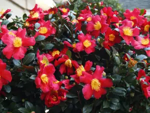 Camellia Yuletide in 2 Litre Pot - Gift Wrapped with Festive Green Bow