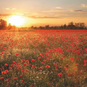 Poppy Field in Sunset Mural - 384x260cm - 5515-8