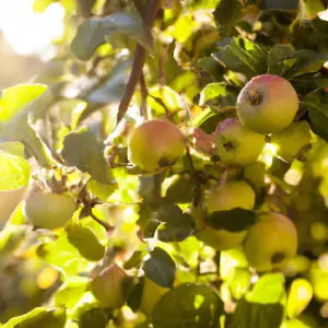 Lincolnshire Fruits Sunset Potted Apple 7 Litre Tree