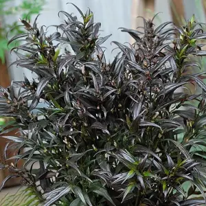 Gardeners Dream Strobilanthes Brunetthy (9cm)