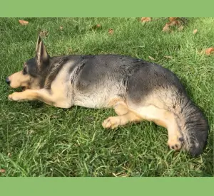 Laying German Shepherd figurine, large (44cm long) realistic home or garden ornament or memorial