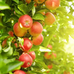 Dwarf Patio Jonagold Apple Tree, Ready to Fruit Juicy, Sweet Tasty Apples 3FATPIGS