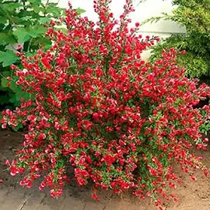 Cytisus Boskoop Ruby Garden Plant - Rich Ruby Red Blooms, Compact Size (15-30cm Height Including Pot)