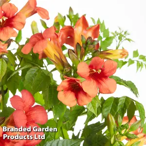 Campsis Trumpet Fire  2 Litre Potted Plant x 2