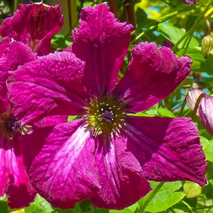 Clematis Rubra - Deep Pink Blooms, Climbing Vine, Morning Sun (20-30cm Height Including Pot)