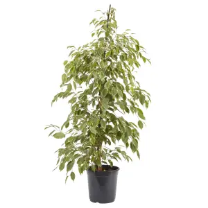 Verve Weeping fig in Black Plastic Grow pot 21cm