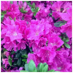 Azalea Geisha Purple, Evergreen, In a 9cm Pot, Compact Flowering Shrub