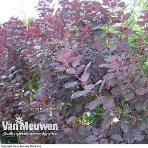 Cotinus Coggygria Royal Purple 3.6 Litre Potted Plant x 1