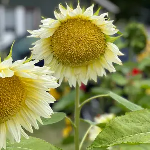 Sunflower Pro Cut White Lite F1 1 Seed Packet