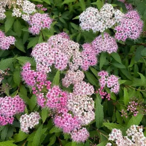 Genpei Joseph's Coat Outdoor Shrub Plant Spiraea Japonica 2L Pot