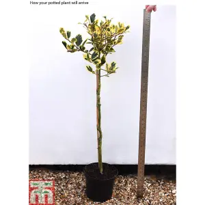 Ilex (Holly) Golden King Standard 17cm Potted  Plant x 1