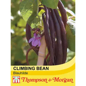 Climbing Bean Blauhilde 1 Seed Packet (70 Seeds)