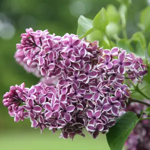 Sensation Common Lilac Outdoor Shrub Plant Syringa Vulgaris 3L Pot