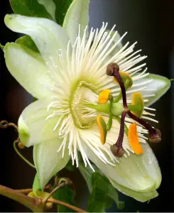 Passiflora Constance Elliot - White Passion Flower in a 9cm pot