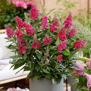 Little Ruby Butterfly Bush Outdoor Shrub Plant Buddleja 2L Pot