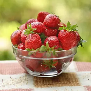 18 Strawberry Fruit Plants Full Season Collection (Honeoye, Cambridge Favourite, Florence) Easy to Grow Your Own Strawberries