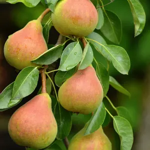 Pear Fruit Tree Doyenne du Comice in 4L Pot - Approx. 90cm Tall - Hardy Pyrus Garden Tree - Easy to Grow Flavoursome Produce