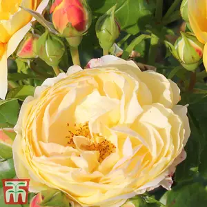 Floribunda Rose Belle de Jour 2 Bare Root