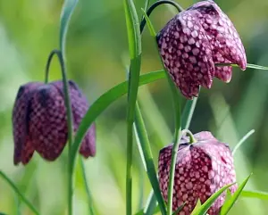 BS Snake's Head Fritillary Bulbs (Fritillaria meleagris) (25 Bulbs)