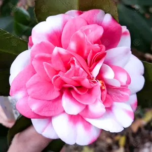 Camellia japonica Triumphans - Outdoor Flowering Shrub, Ideal for UK Gardens, Compact Size (15-30cm)