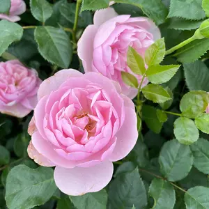 Harkness Rose - Rose Natasha Richardson 3L or 4L Pot