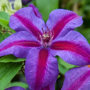 Clematis Mrs N. Thompson - Purple Blooms, Climbing Vine, Morning Sun (20-30cm Height Including Pot)