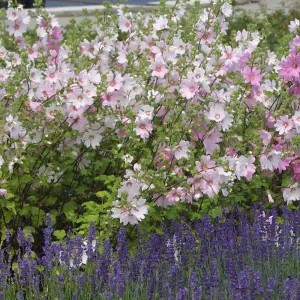 2 x Lavatera 'Barnsley' - Tree Mallow Plants - Both Arrive in 9cm Pots