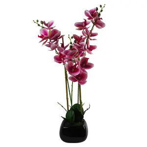 Orchid Arrangement in Planter Dark Pink