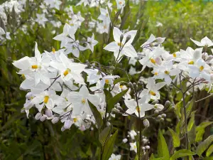 Solanum Jasminoides Alba Climbing Plant 30-50cm Supplied in a 9cm Pot