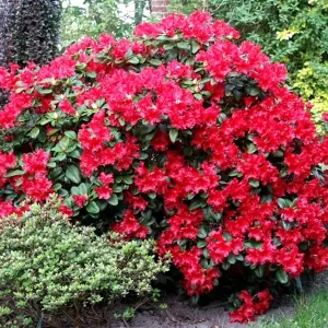 Rhododendron Scarlet Wonder (15-25cm Height Including Pot) Garden Plant - Compact Shrub, Scarlet Blooms