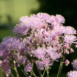 Meadow Rue Perennials Flowering Plants Thalictrum Aquilegiifolium 2L Pot